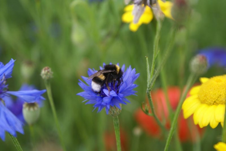 Kornblume mit Hummel